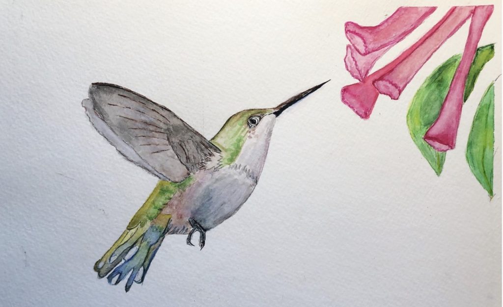 Hummingbird (watercolor on cold press paper, 8x10) - NFS