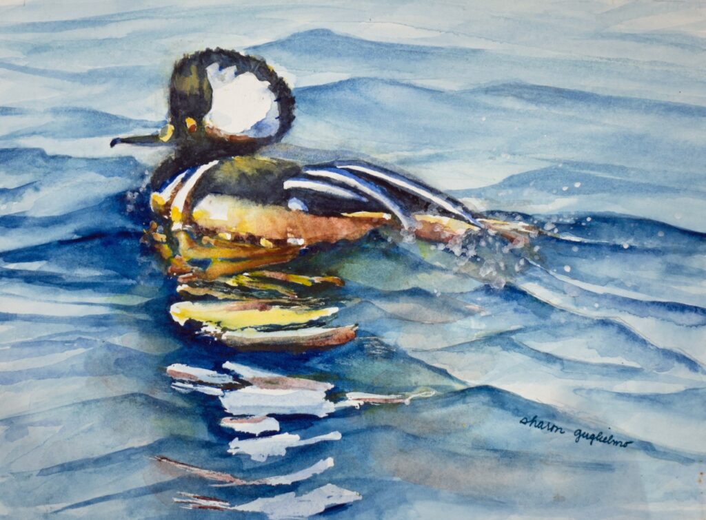 Hooded Merganser (watercolor, hot pressed Arches paper), 12x16 framed - $325