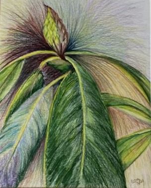 Rhododendron Bud (color pencil on paper), 12x16 - NFS