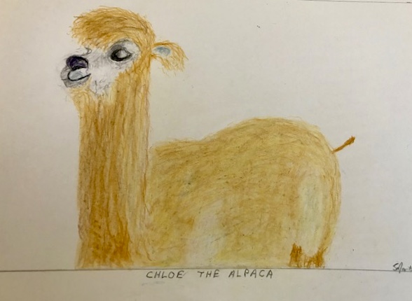 Chloe the Alpaca (colored pencil), NFS