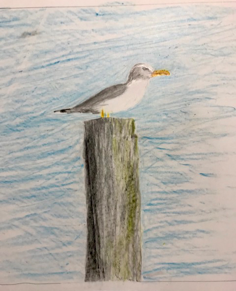 Seagull (colored pencil), NFS