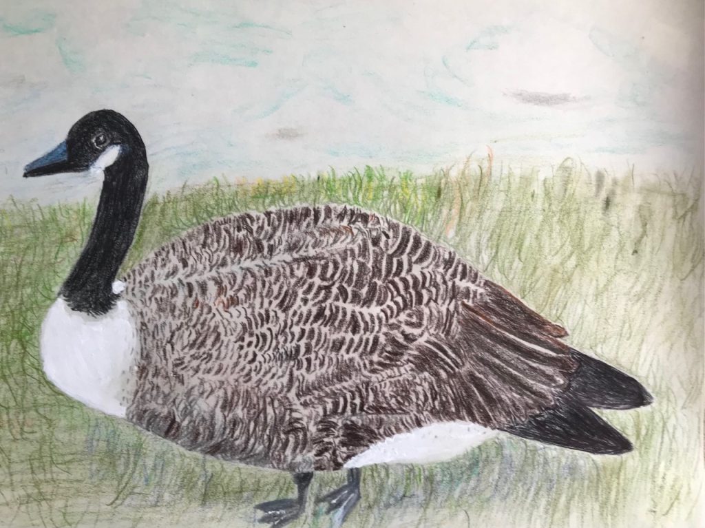 Canada Goose (colored pencil on paper), 9x12" - Negotiable