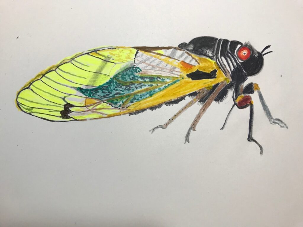 Cicada (acrylic and pencil, 8x10) - NFS
