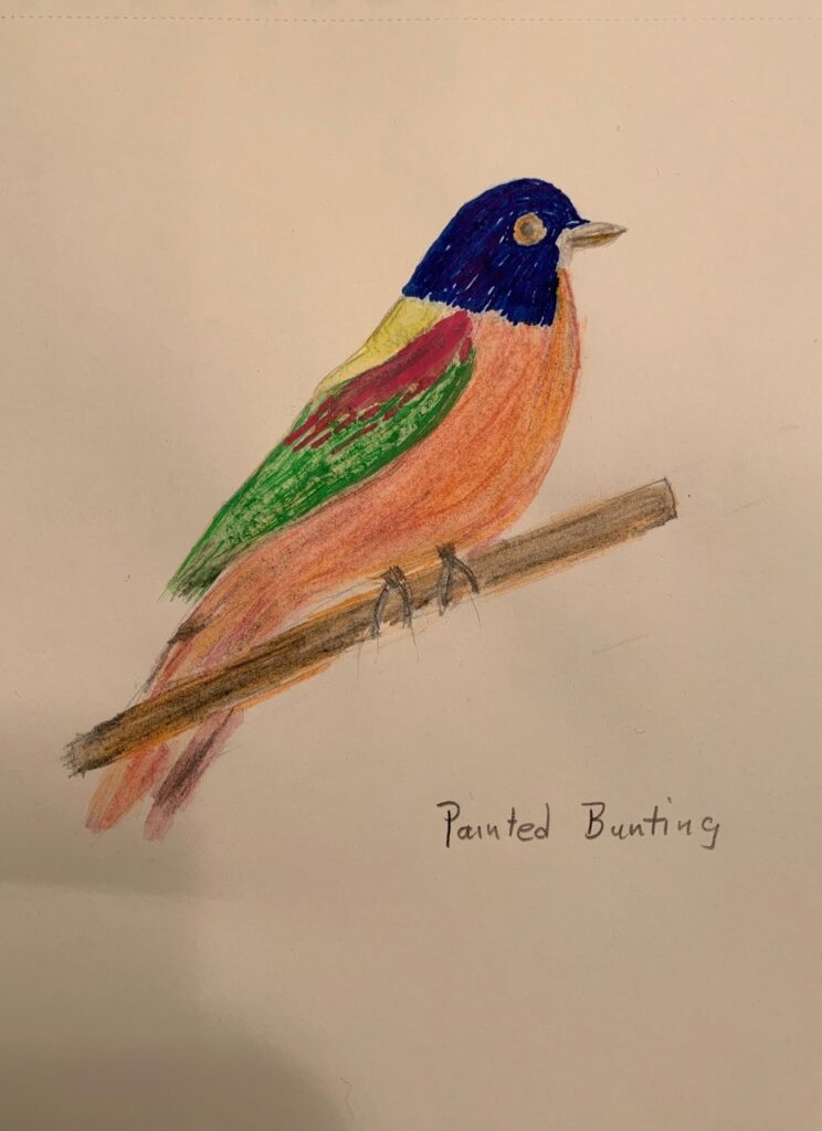 Painted Bunting (watercolor pencil on paper), 7x9 - NFS