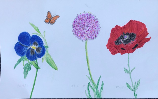 Pansy, Allium, Poppy (brush pens), NFS