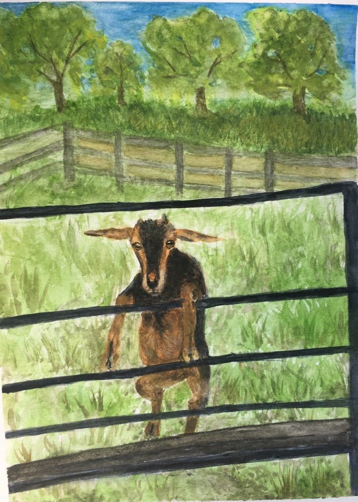 Goat at the Farm (watercolor on paper), 9x12 - NFS