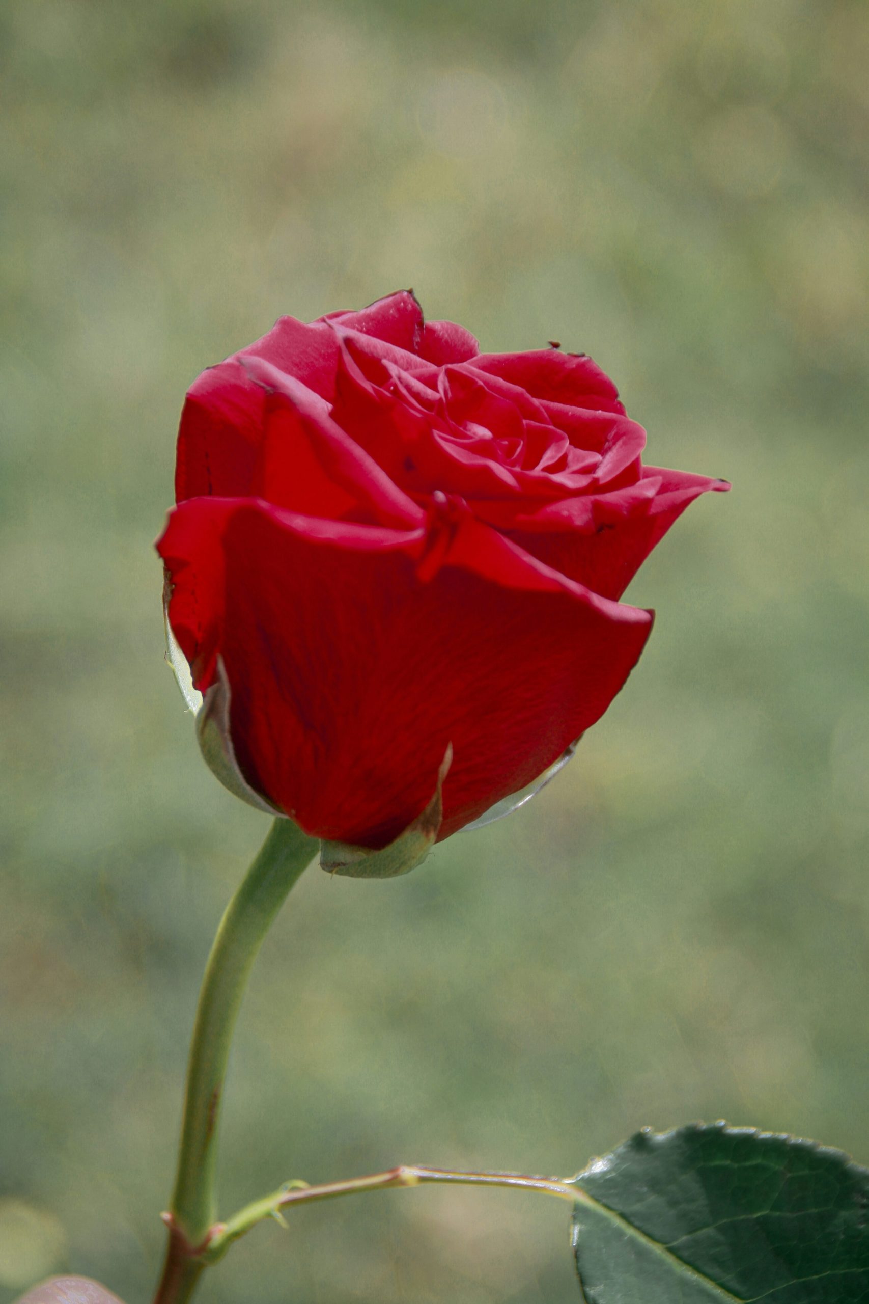 red-rose