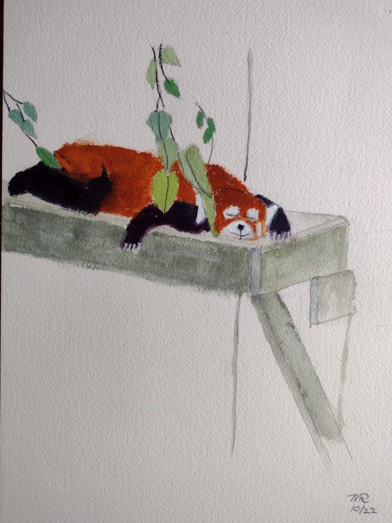Red Panda at Roger Williams Zoo (watercolor and gouache on Arches paper), 9x12 - $80