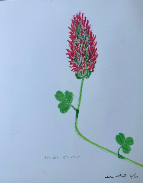 Scarlet Clover (brush pen, colored pencil), NFS