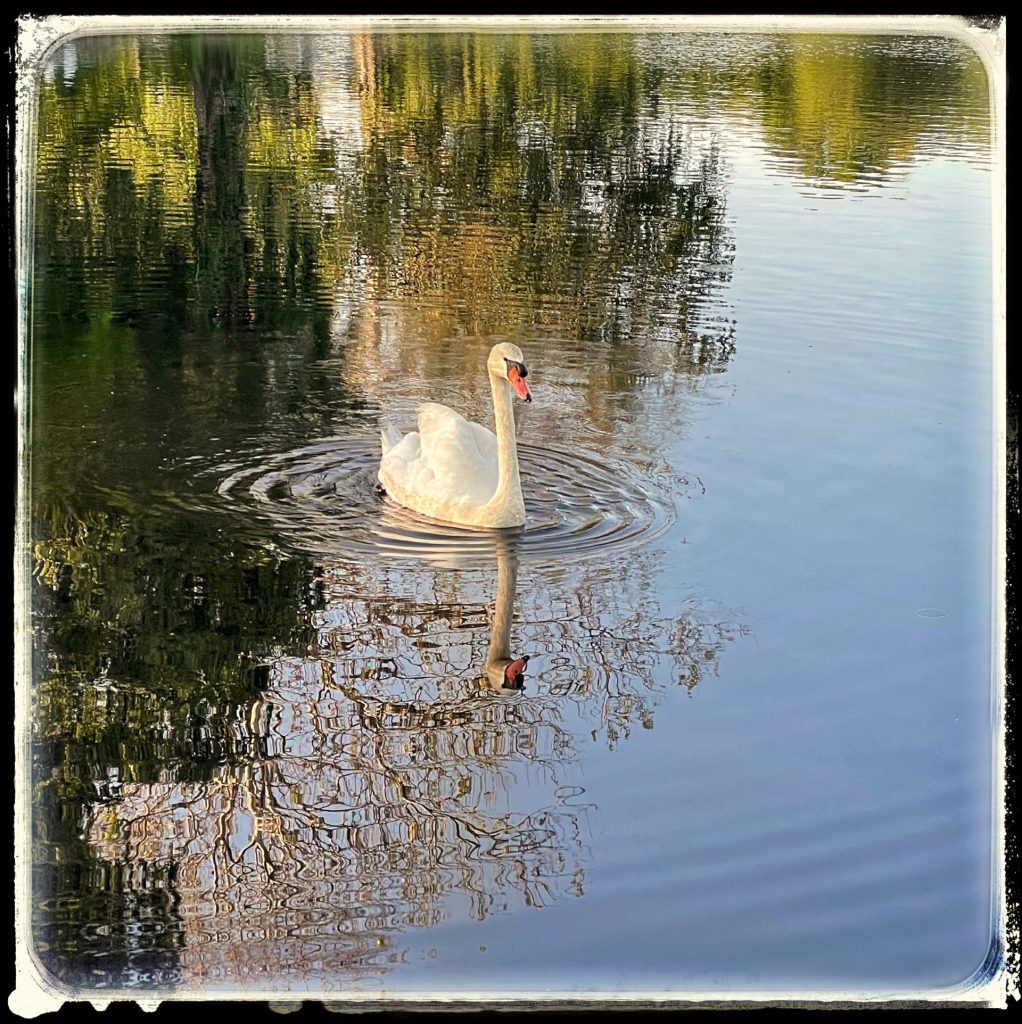 Swan at Old Grist Mill