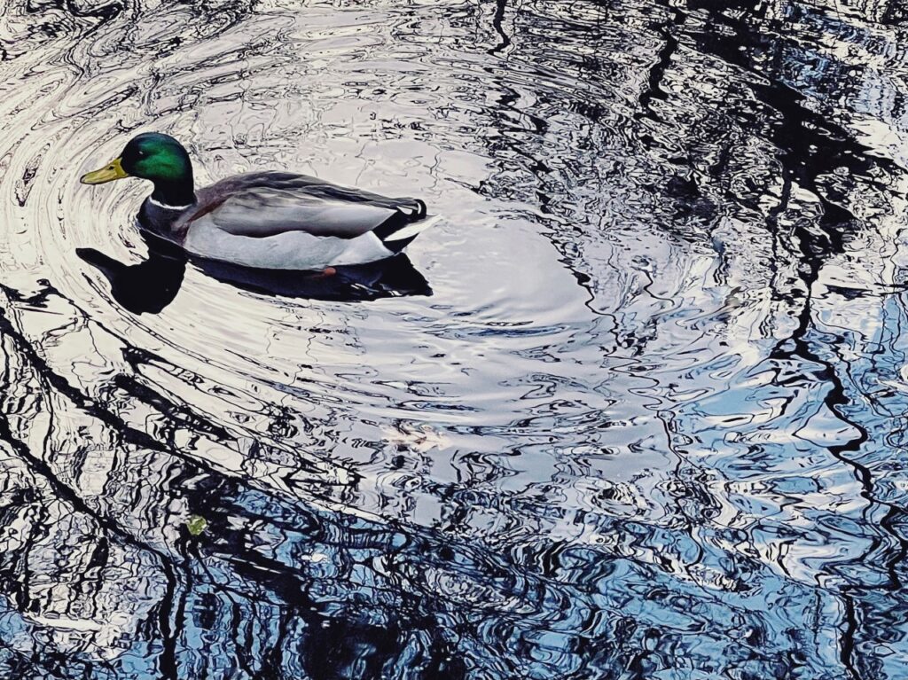 Mallard Enjoying York Pond 