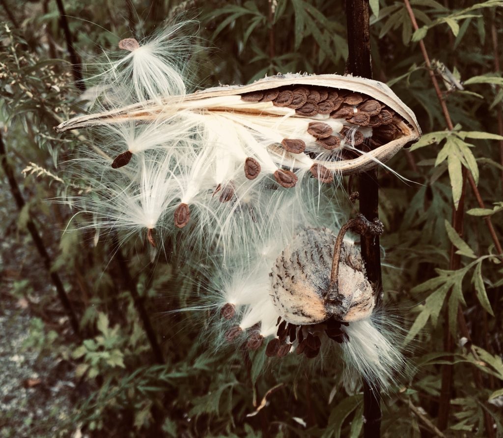 Milkweed Bird with Angel