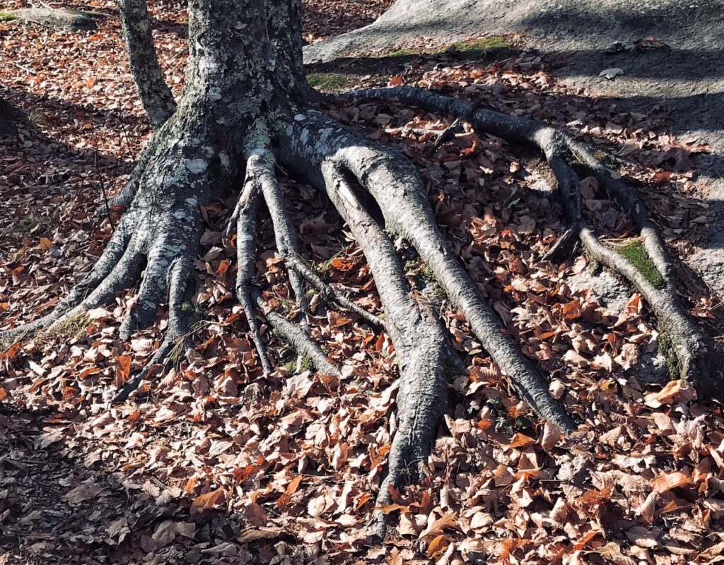 Scary Roots