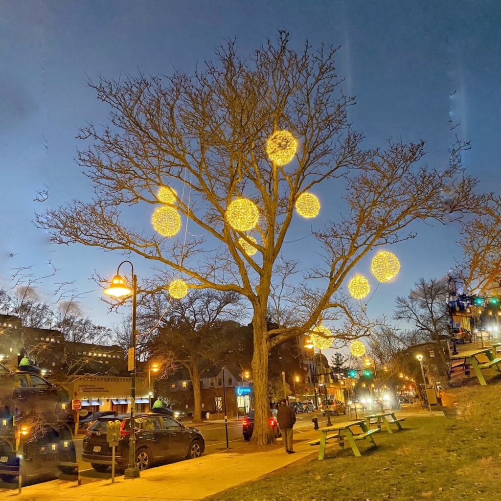 Festive Tree In Brookline